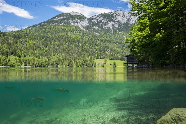 Hintersteinersee with fish