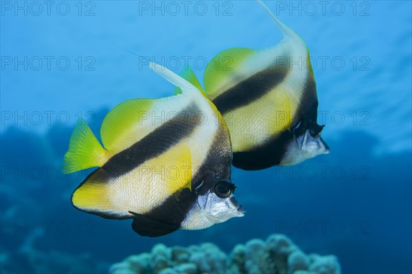 Couple Pennant coralfishes