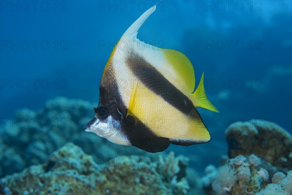 Pennant coralfish