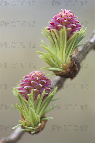 Female flowers of larch