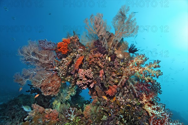 Coral block densely covered with various corals