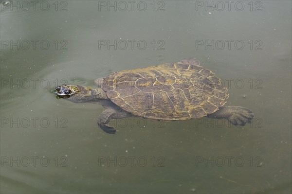 Saw-shelled turtle