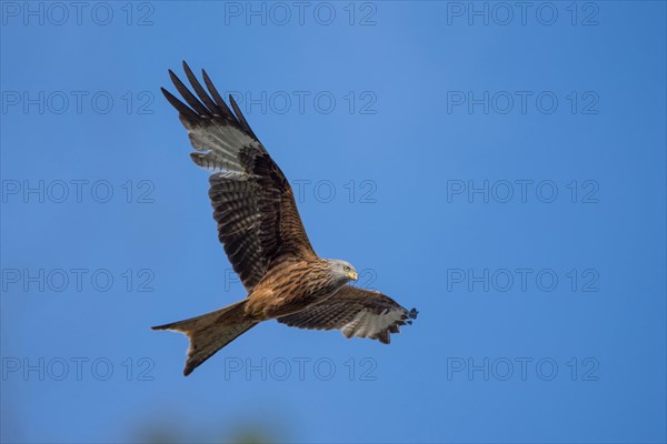 Red kite