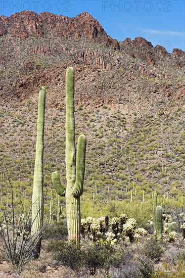 Saguaro Cacti