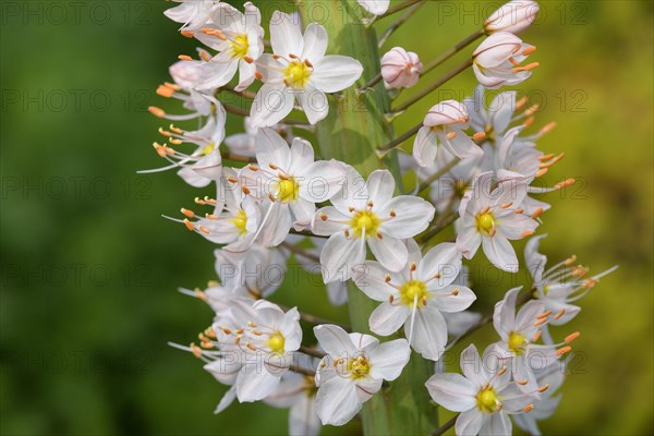 Foxtail lily