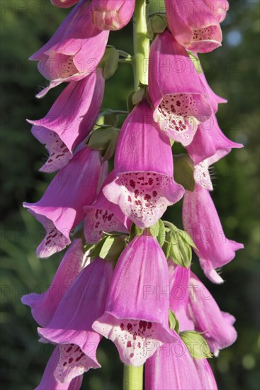 Purple foxglove