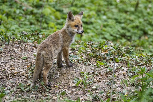 Red fox