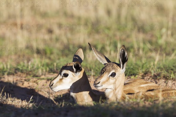Springboks
