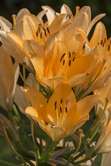 Orange Lilies