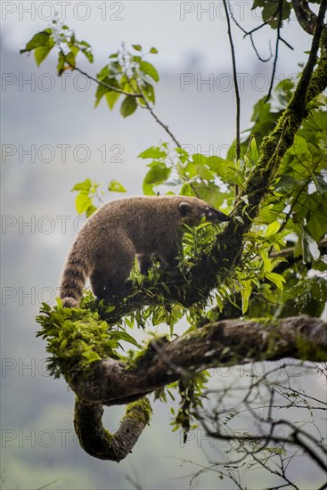 Ring-tailed coati