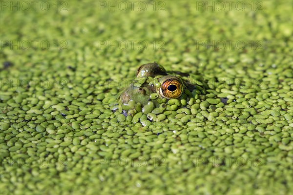 American bullfrog