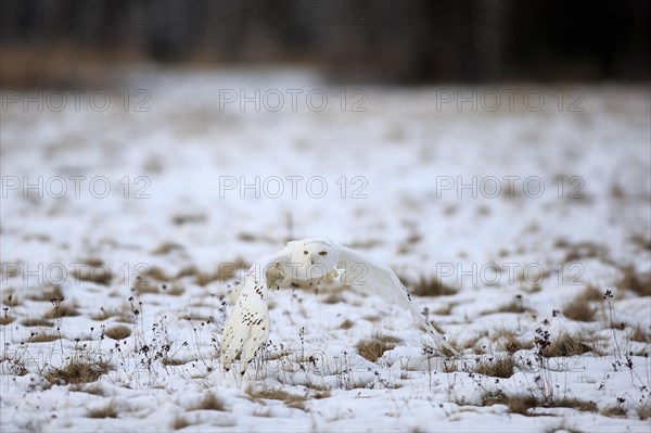 Snowy Owl