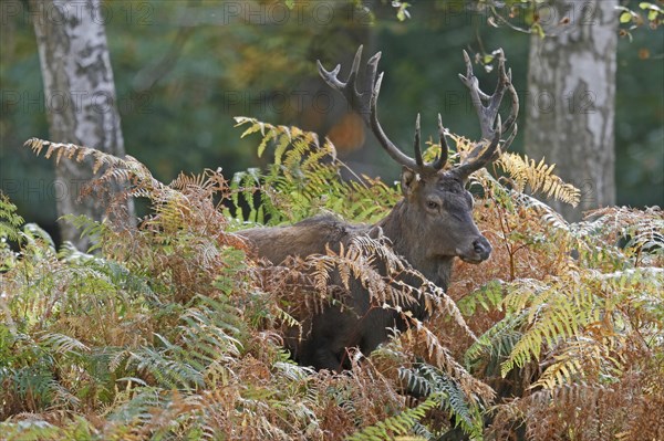 Red deer