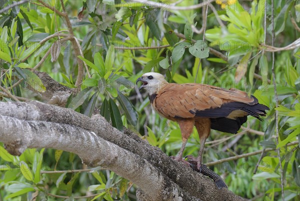 Black-collared Hawk