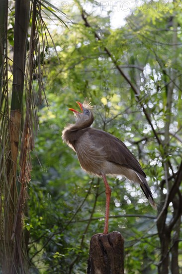 Red-legged Seriema