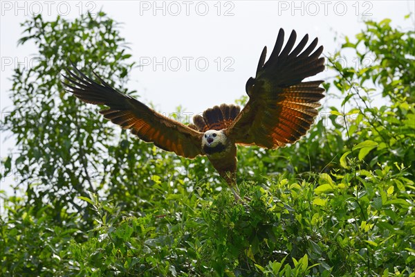 Black-collared hawk