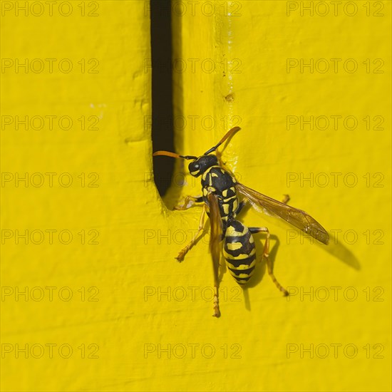 Polistes Dominula