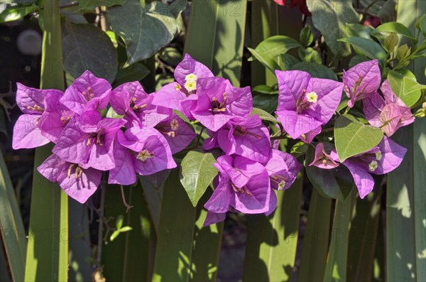 Bougainvillea