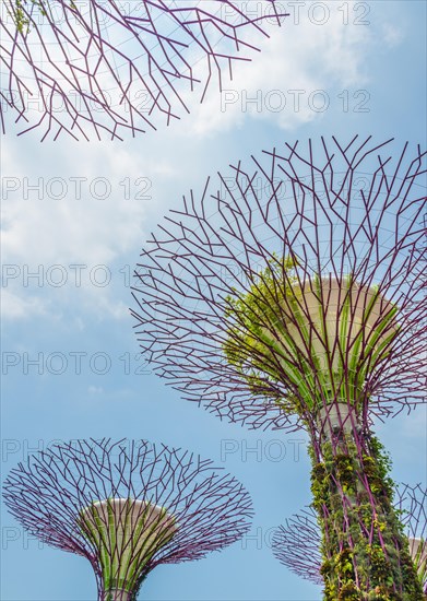 Supertrees