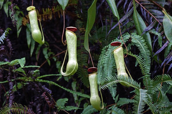 Pitcher plants