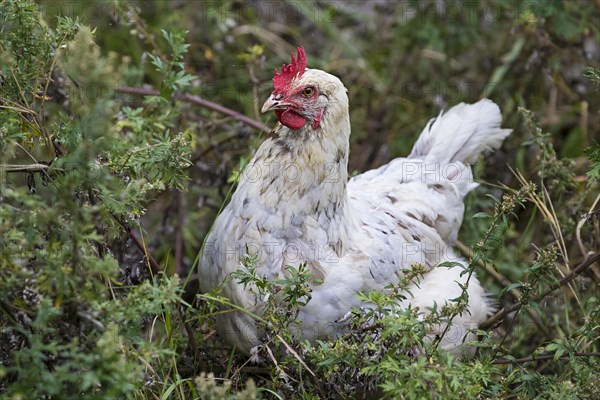 Domestic chicken