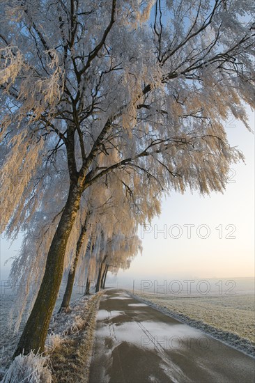 Road with birch trees