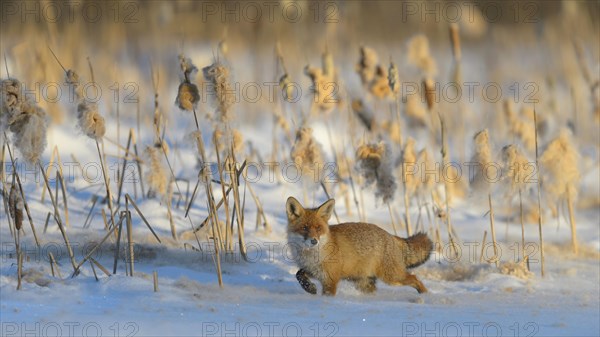 Red fox