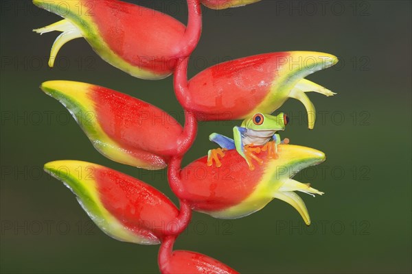 Red-eyed Tree Frog