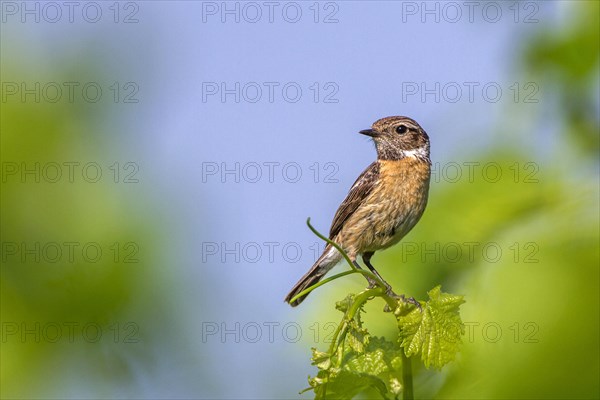 African stonechat