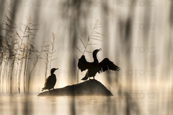 Pair of Great Cormorants