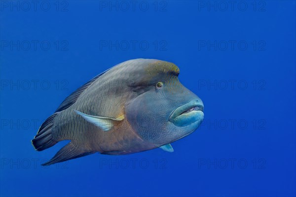 Humphead wrasse