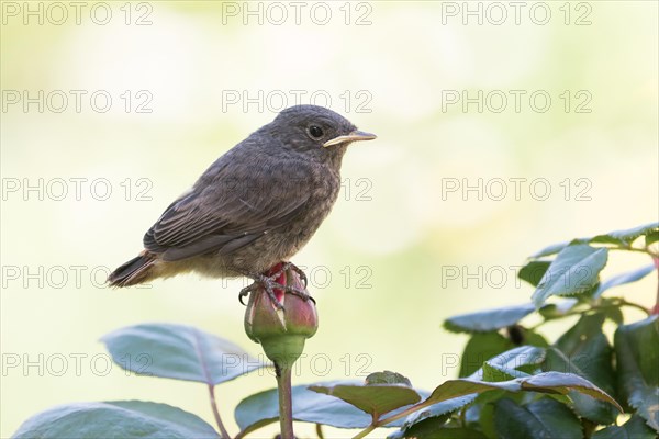 Black redstart