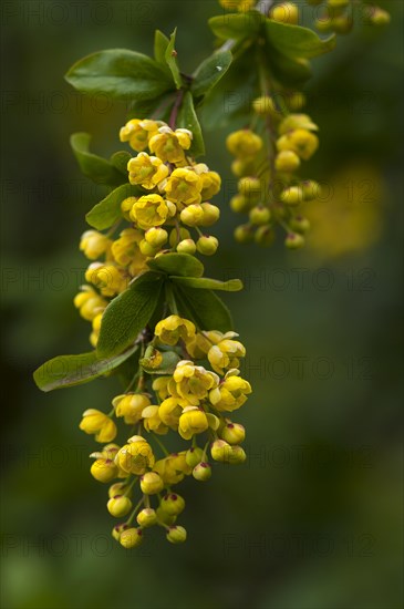 Blossoms of a common barberry