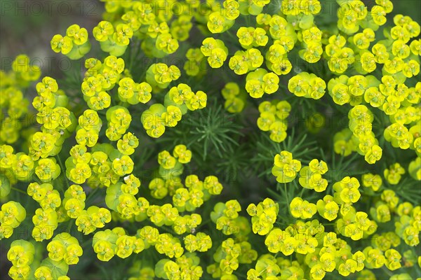 Cypress spurge