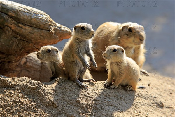 Black-tailed Prairie dog