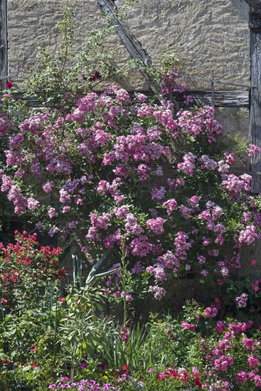 Flowering rosebush