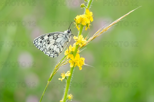 Marbled white