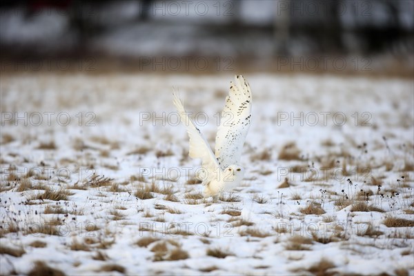 Snowy Owl