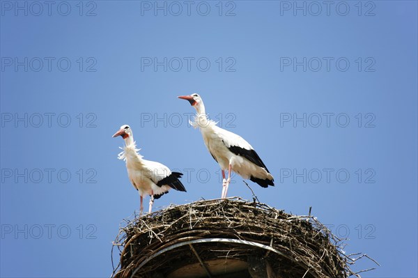 White stork