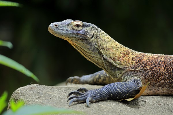 Komodo dragon