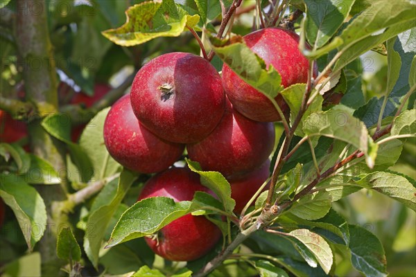 Apple on the apple tree