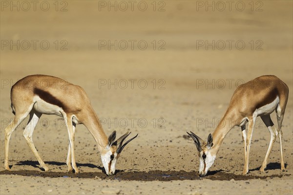 Springboks