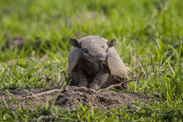 Big hairy armadillo