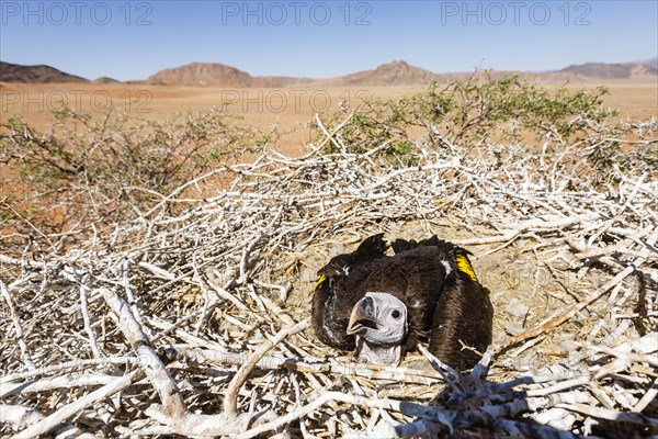 Nubian Vulture