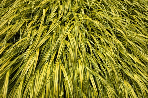 Japanese forest grass