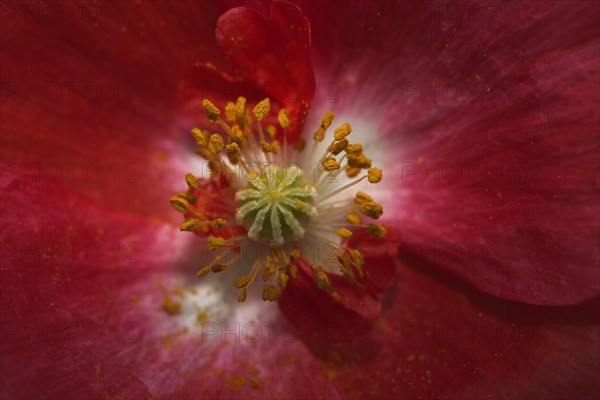 Iceland poppy