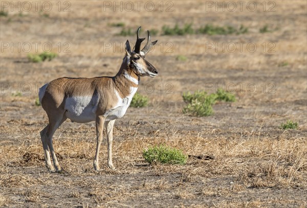 Pronghorn