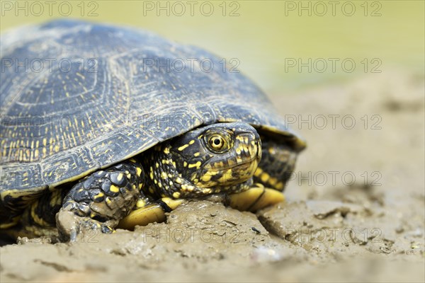 European pond turtle