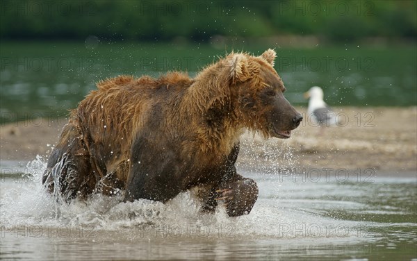 Brown bear