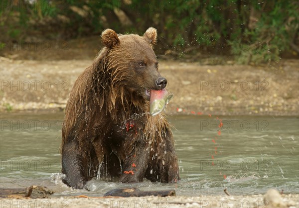 Brown bear